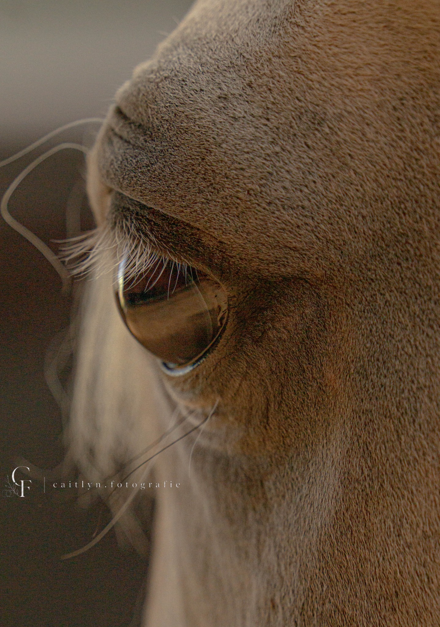 Close-up van het oog van een paard