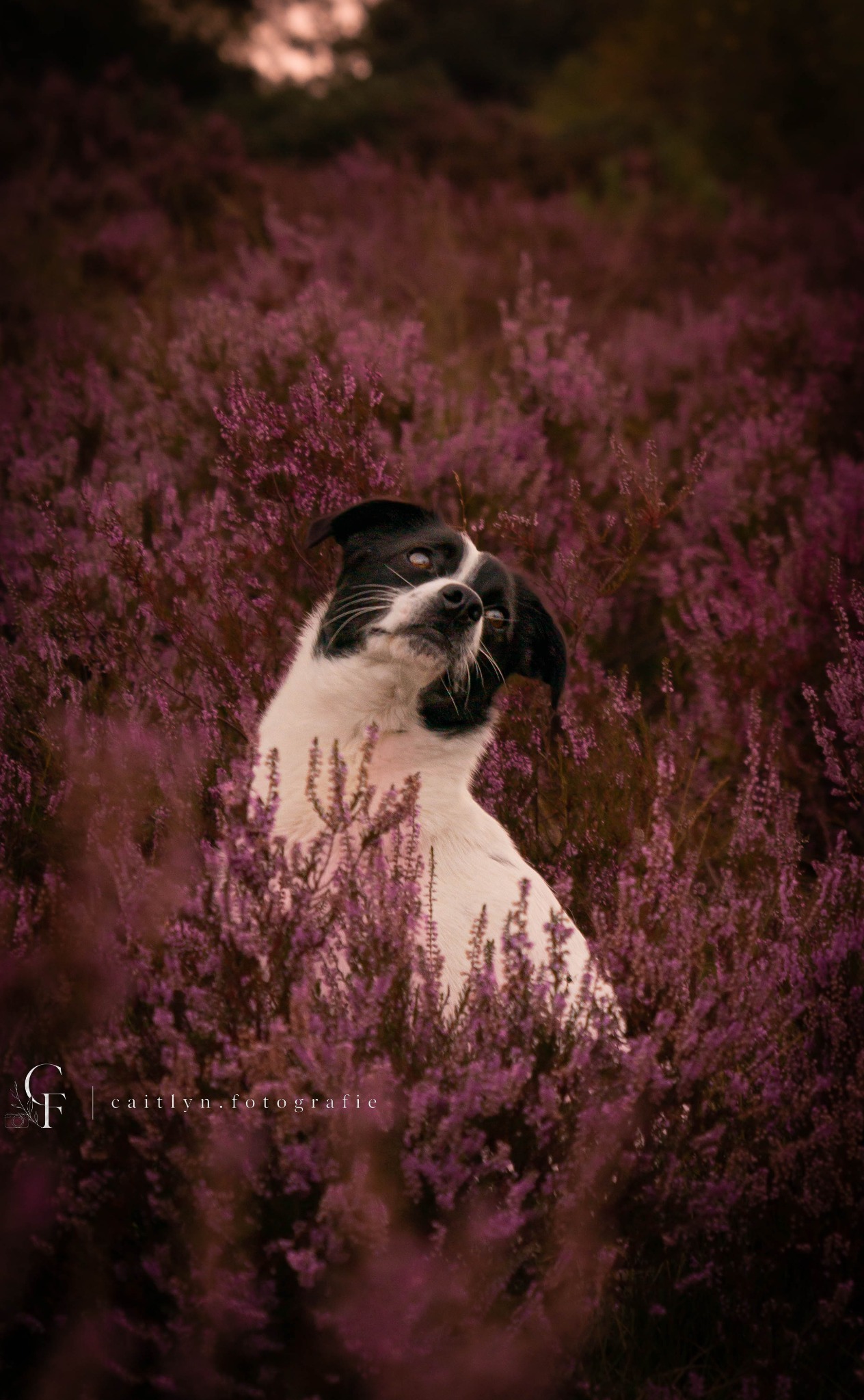 Hond tussen de heide met zachte achtergrond