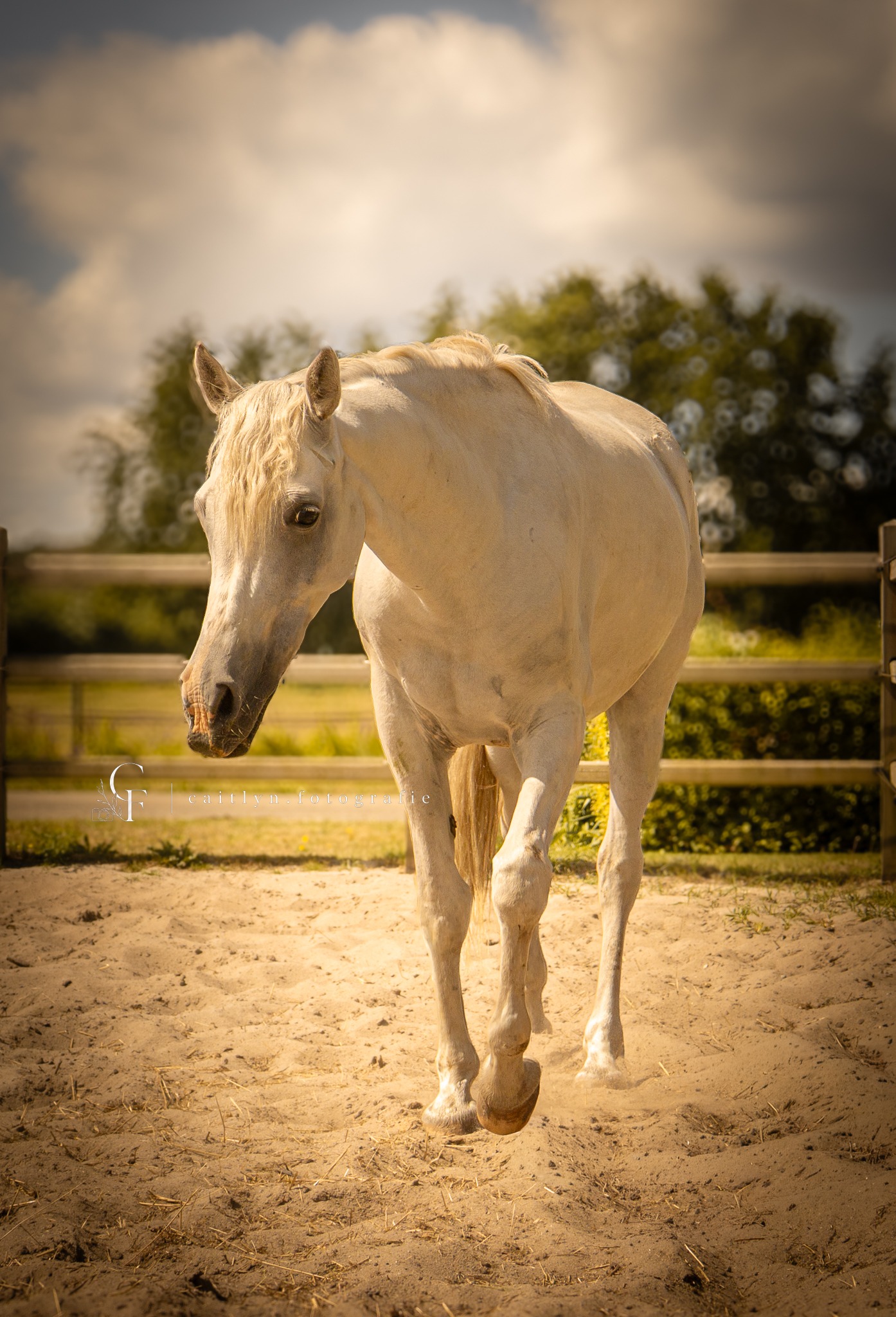 Portret van wit paard